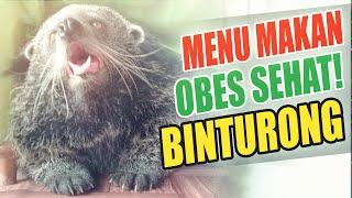 MAKANAN BINTURONG  MEMBUAT BINTURONG BESAR DAN SEHAT [upl. by Pulchia]