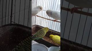 BIRDIE😍😍😍😍😍😍short shorts shortsviral shortsfeed birds lovebirdszone parrot cute viral [upl. by Airdnola684]