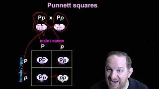 22 Mendelian Genetics [upl. by Doughman767]