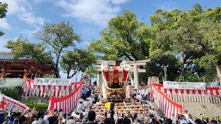 ‎【HD高画質】宮入 紙破り 石段上り 百舌鳥八幡宮月見祭 本町 1 太鼓台 ふとん太鼓 令和5年 2023年‎9月‎30日 [upl. by Ellertnom]