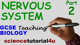 The Nervous System Part 2 GCSE BIOLOGY SCIENCE [upl. by Fairfax]