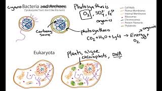 Photosynthetic Cell Structure Cyanobacteria and Algae geobiology [upl. by Simonette291]