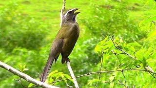 Trinca Ferro Cantando na Natureza  Uma das Aves Mais Cobiçadas do Brasil ✔ [upl. by Proctor]