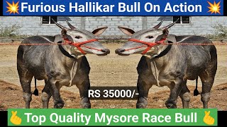 Furious Top Quality Mysore Hallikar Race BullFarmer Govinda good quality oxIndian Ox lovehallikar [upl. by Amaryl]