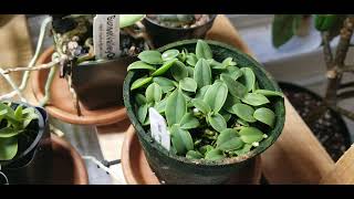 November State of the Orchids  Cattleya percivaliana Cattleya loddegesii in bud [upl. by Ahsiuqet]