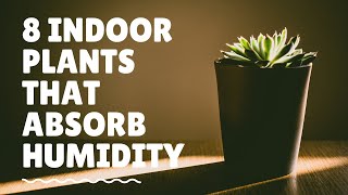 8 Indoor Plants That Absorb Humidity [upl. by Eisinger]