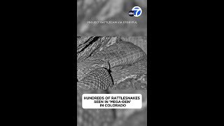 Watch hundreds of rattlesnakes in a megaden from the safety of your computer [upl. by Ybrik]