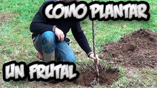 Como Plantar Un Arbol Frutal  Vergel Organico  La Huertina De Toni [upl. by Dorcas133]