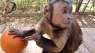 Capuchin Monkey and a Pumpkin [upl. by Cherin]