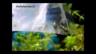 120  Pygmy Corydora amp Amano Shrimp [upl. by Cosetta136]