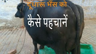 How select heavy milker Buffalo  doodharu bhains ki pahchan [upl. by Ynohtnacram107]