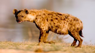 Hyena  The Laughing Predator of Africa  Documentary [upl. by Lambard778]