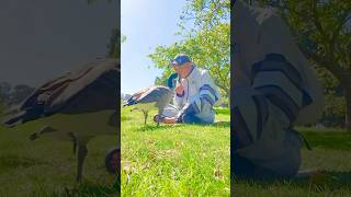 ZenMeditation 🧘🏻with Goose￼🦤zen meditation禅定鳥relaxingshorts animalshorts 癒し動画healing [upl. by Ash617]