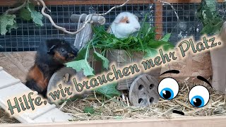 Meerschweinchen  Außengehege wird umgebaut  Wie schaffe ich noch mehr Platz für meine Meeris [upl. by Aciras668]