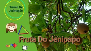 Fruta Do Jenipapo [upl. by Bridgette]