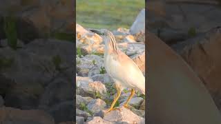 Squacco Heron [upl. by Niwrehs216]