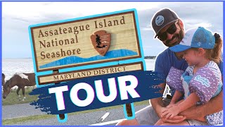 Assateague Island Tour A MustDo Trip near Ocean City Maryland [upl. by Tnahsin914]