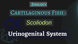 Scoliodon  Urinogenital System  Zoology [upl. by Kola]