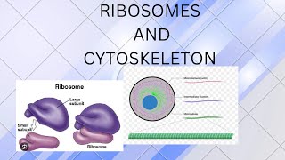 RIBOSOMES AND CYTOSKELETON [upl. by Bilbe486]