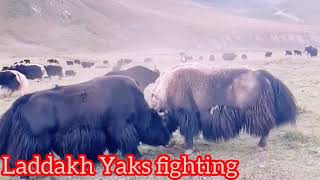 Laddakh Yak🐂 fight l yak🐃 breed l Yak Animals l ViralYak l viral trending [upl. by Anyd]