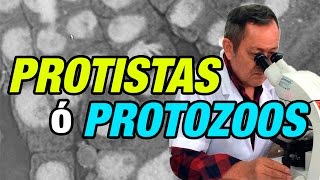 Qué son los Protistas o Protozoos [upl. by Hermine]