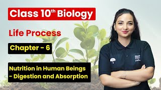 Nutrition in Human Beings  Digestion and Absorption  Class 10 Biology Chapter 6 [upl. by Charissa68]