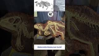 Heterodontosaurus Best Preserved Cast on Display [upl. by Silvio]