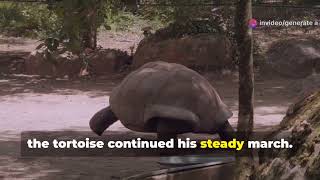 tortoise vs rabbit race tournament  slow and steady  moral story over confidence [upl. by Ontina]