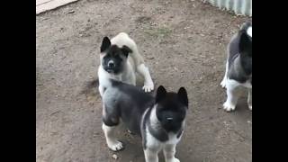 American Akita puppies [upl. by Chavey]