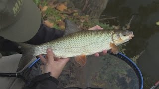 Snadno a rychle 1 Short feeder fishing on river [upl. by Huxley]