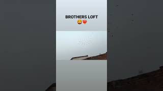 BROTHERS LOFT BAREILLY ❤️‍🔥youtubeshorts pigeonlover trending kabutar viralshort supportme [upl. by Refotsirhc973]