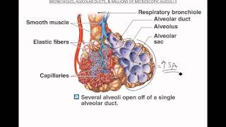 Bronchioles Alveoli Respiratory Membrane [upl. by Crifasi]