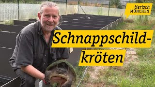 Zuhause auf Lebenszeit Reptilienauffangstation baut neue Gehege für Schnappschildkröten in Freima [upl. by Ellenet]