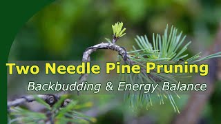 Pruning two needle pine bonsai for backbudding and energy balance [upl. by Niletac]