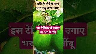 कैसे लें ढेर सारे नींबू नींबूलेमनlemonlemonadegardenplantsgardenplants [upl. by Dorris]