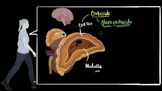 Adrenal cortex Glucocorticoids mineralocorticoids  control amp coordination  Biology  Khan Academy [upl. by Ewell]