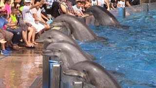 Dolphin Days Full Show at SeaWorld San Diego on 83015 [upl. by Saxena]