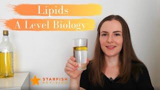 Lipids  A Level Biology [upl. by Silbahc41]