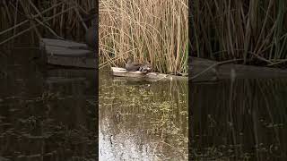 Pair of gadwalls just chilling ducks waterfowl gadwall duckseason duckhunting [upl. by Mainis667]