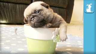 5 Pug Puppy Moments To Make You SQUEE  Puppy Love [upl. by Niccolo]