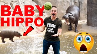 Smuggling Watermelons Into Zoo To Feed Adorable Baby Hippo [upl. by Mattox]