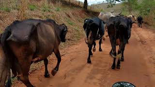 Tocando as vacas para o pasto de moto [upl. by Freeborn]