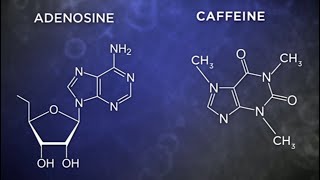 Caffeine causes brain damage activates microglia [upl. by Lehpar214]