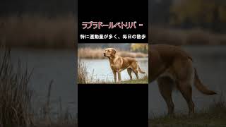 犬の種類ラブラドール・レトリバーの紹介 [upl. by Lipman]