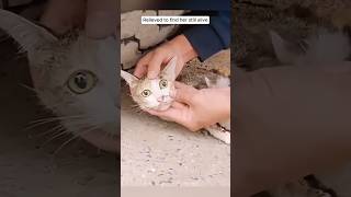 The mother cat is very sick and has two baby 😭 shots facts viralvideo sad youtubefeed [upl. by Nilla718]