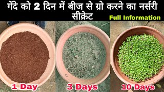 गेंदे को बीज से Grow करने का नर्सरी सीक्रेट ।। Grow marigold From Seeds  100 Germination [upl. by Nedla]