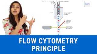 Flow Cytometry Principle  Basics in Hindi  Part I [upl. by Jit912]