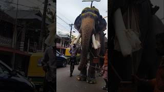 NANU EZHUTHACHAN SANKARANARAYANAN shortvideo shortsfeed elephant [upl. by Kcinemod847]