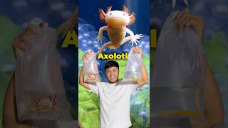 বাংলাদেশে রহস্যময় মাছ Axolotl প্রজননের ২য় প্রচেষ্টা axolotl ornofpets [upl. by Marr714]