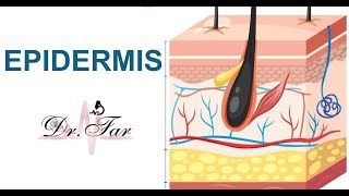 Lesson 2 Epidermis [upl. by Sucirdor]